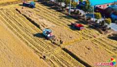 <b>延吉市水稻开镰收割 丰收田间绘就“金色画卷”</b>